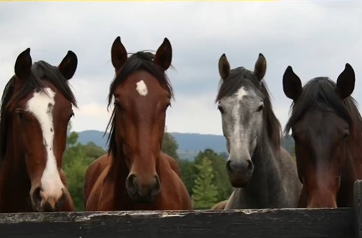 Have you communicated with the Nuggets new teammate Jokic? Valan: Yes, we talked about horses!