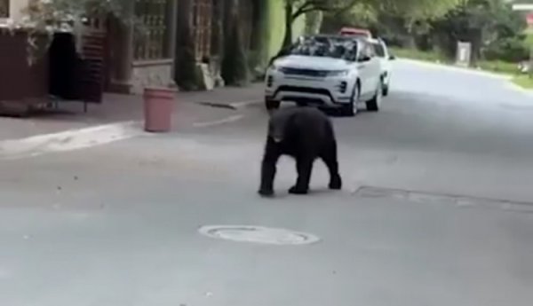 Bears appear! Sun: Former Atletico Madrid striker Correa went out with his daughter and met a bear